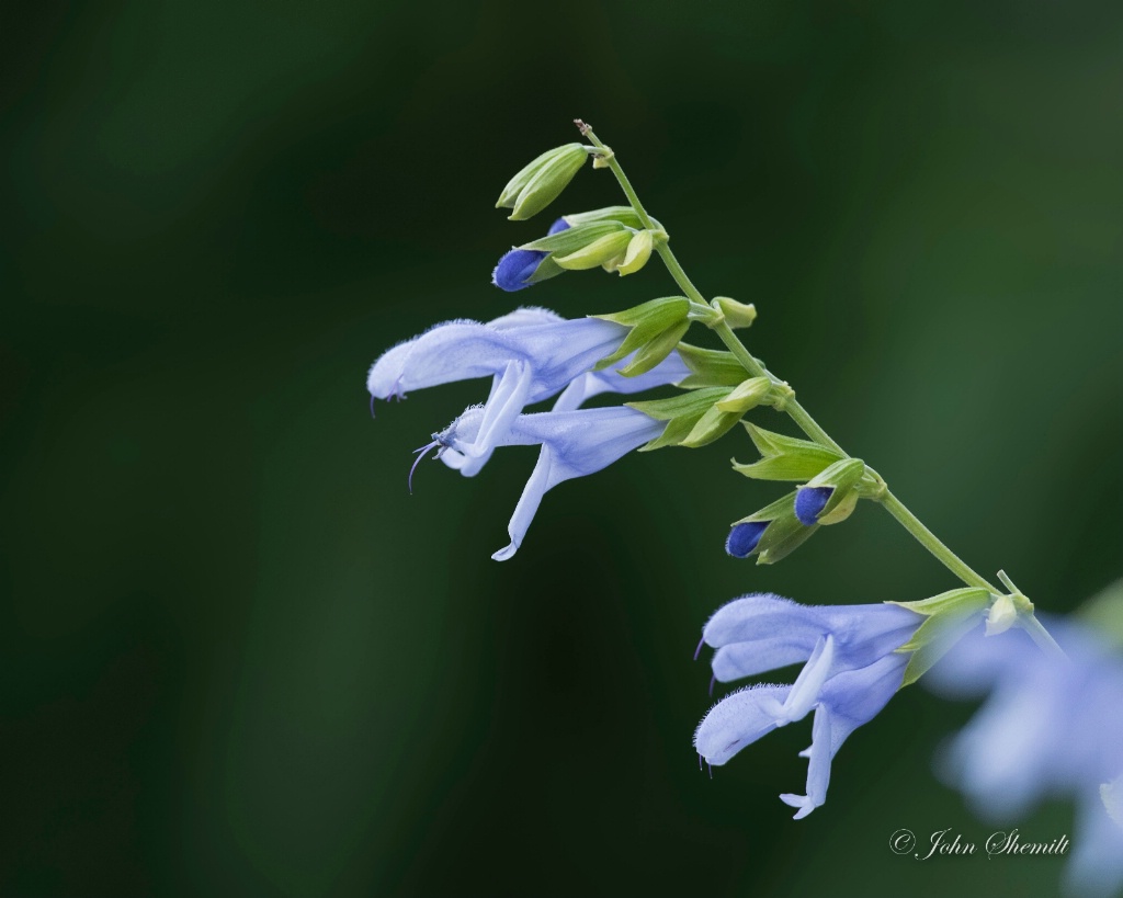 Salvia guaranitica 'Elk Argentina Skies'