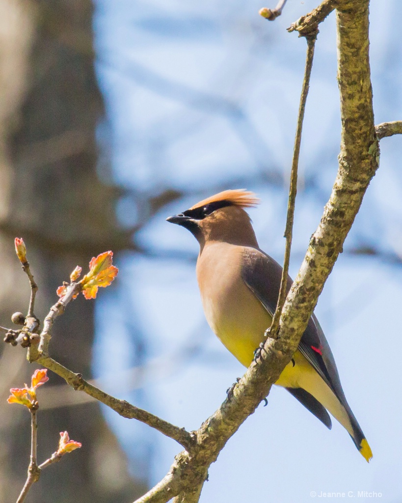 Cedar Waxwing