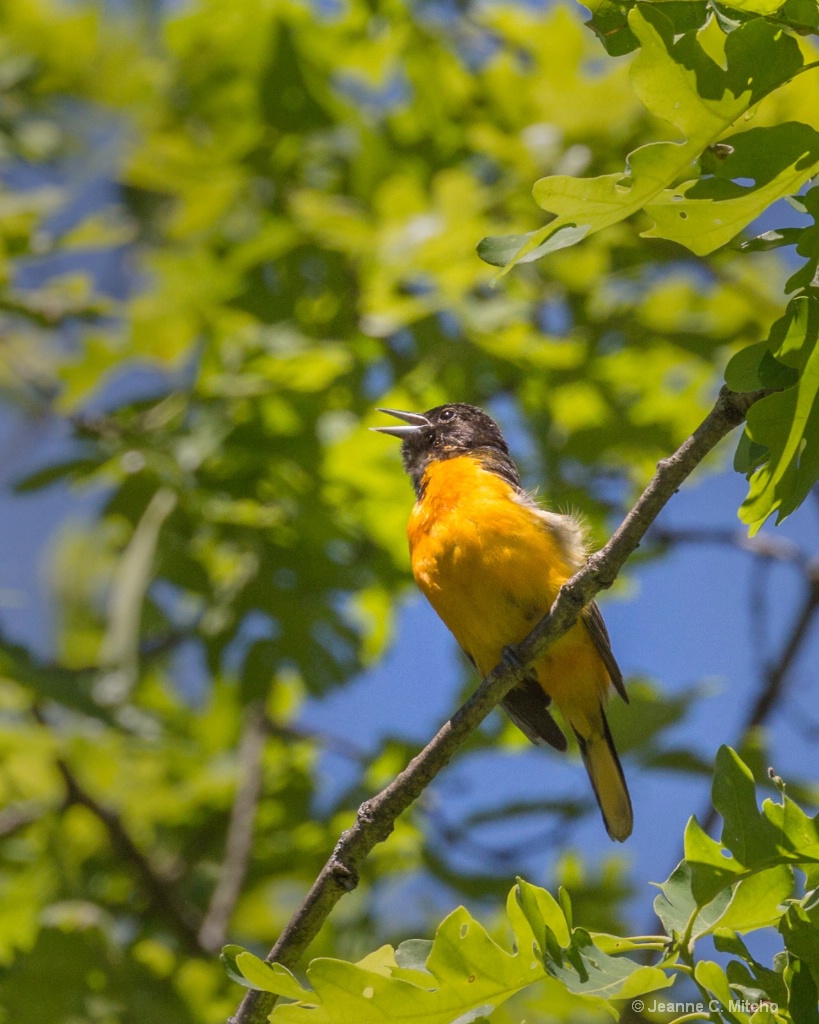 Baltimore Oriole