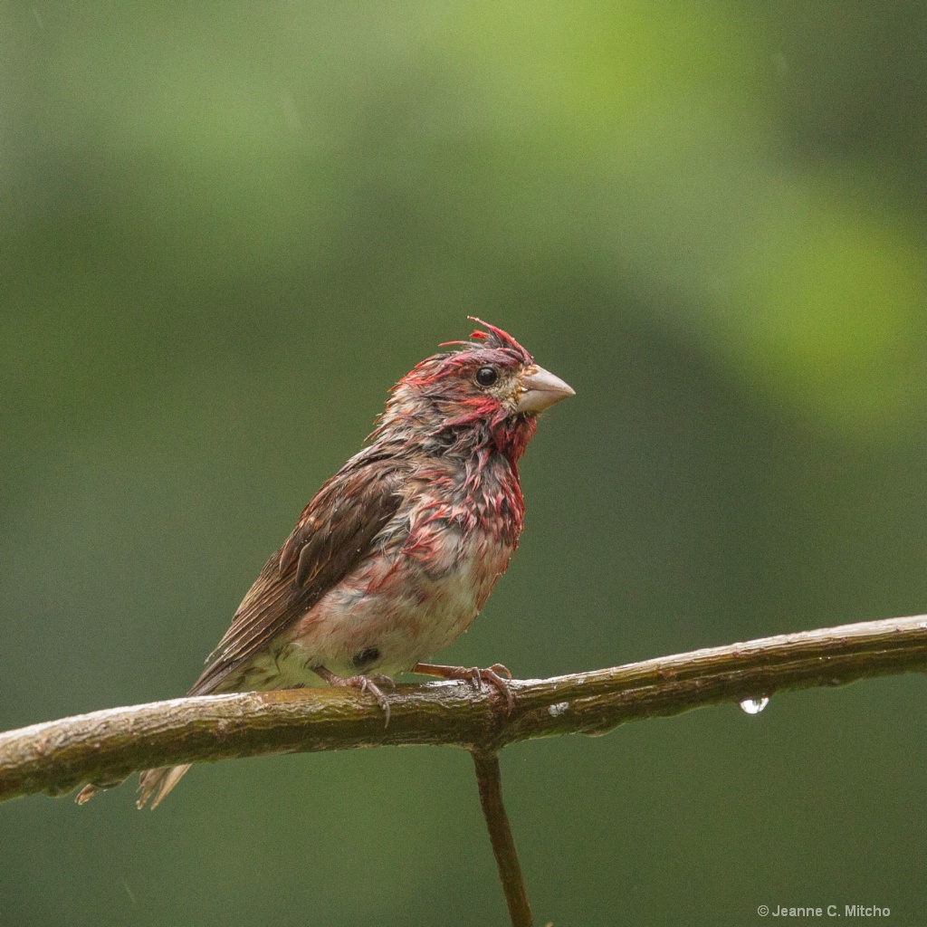 All Wet