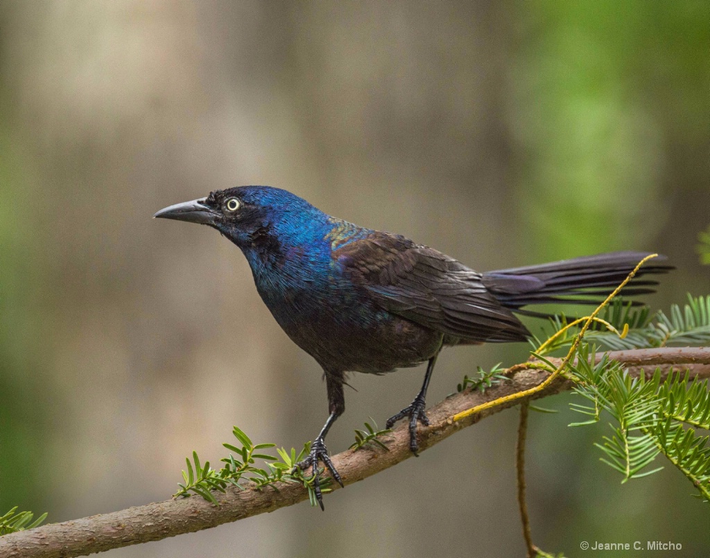 Grackle