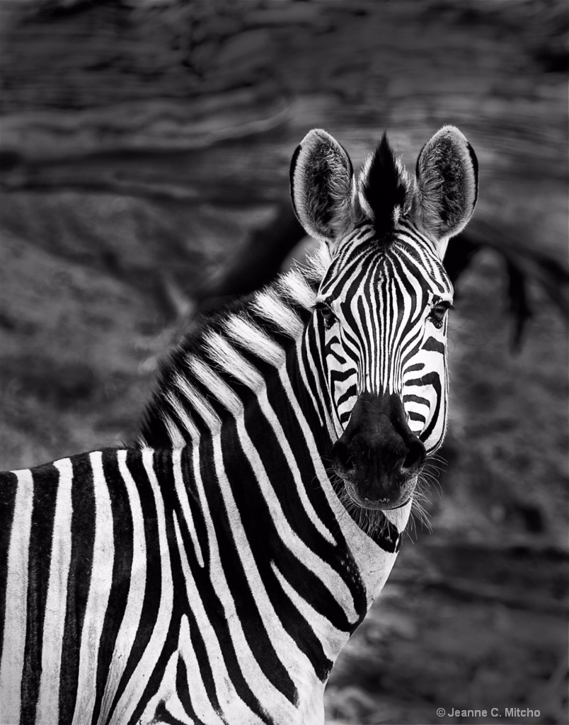 Portrait in Black & White