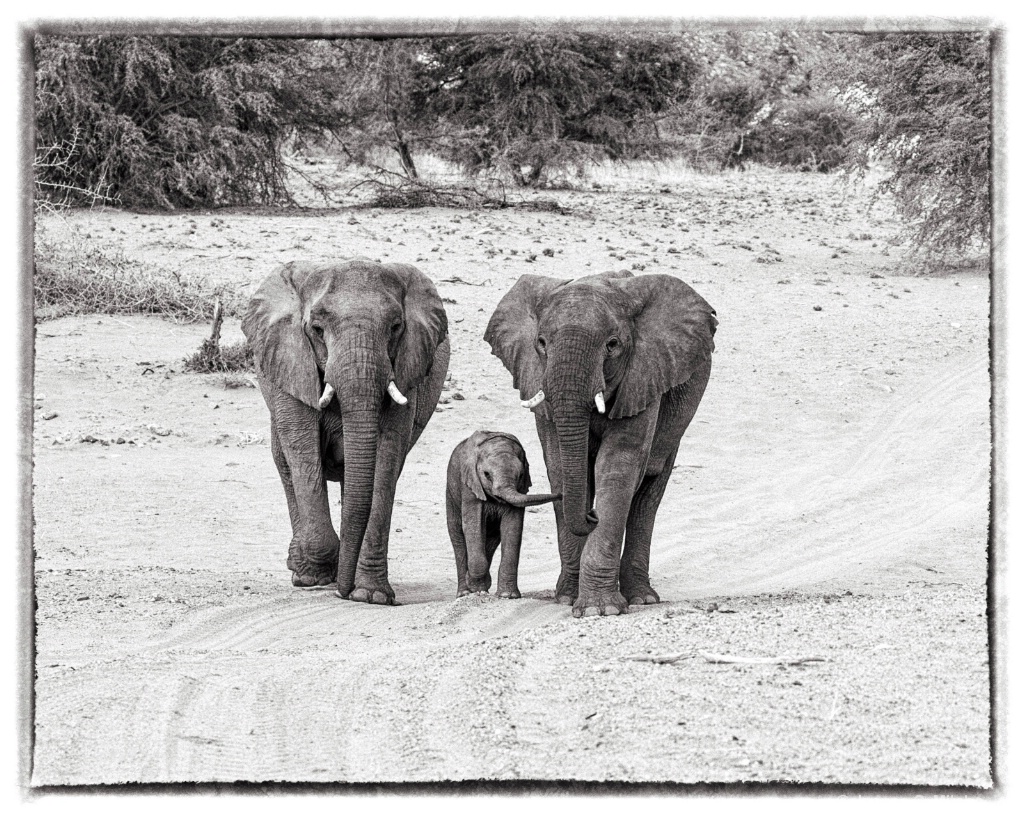 Family Walk