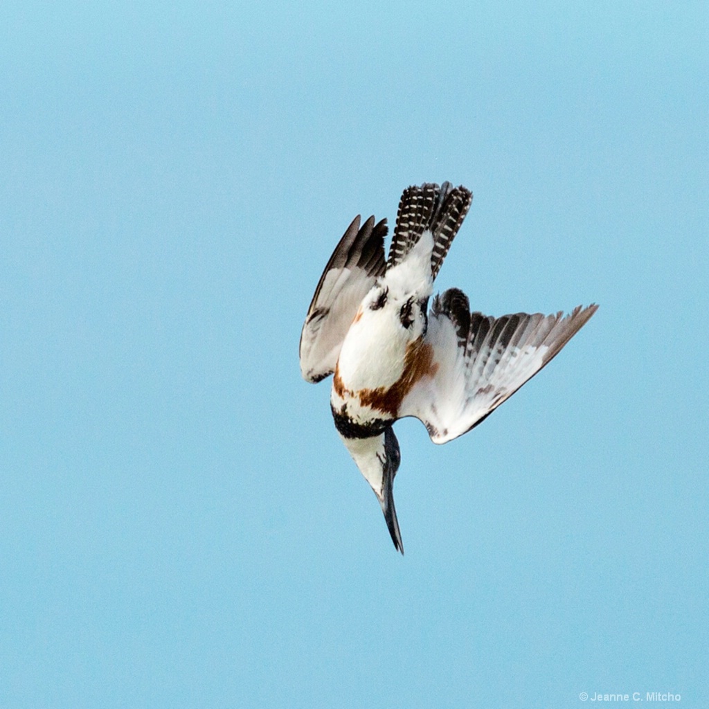 Kingfisher