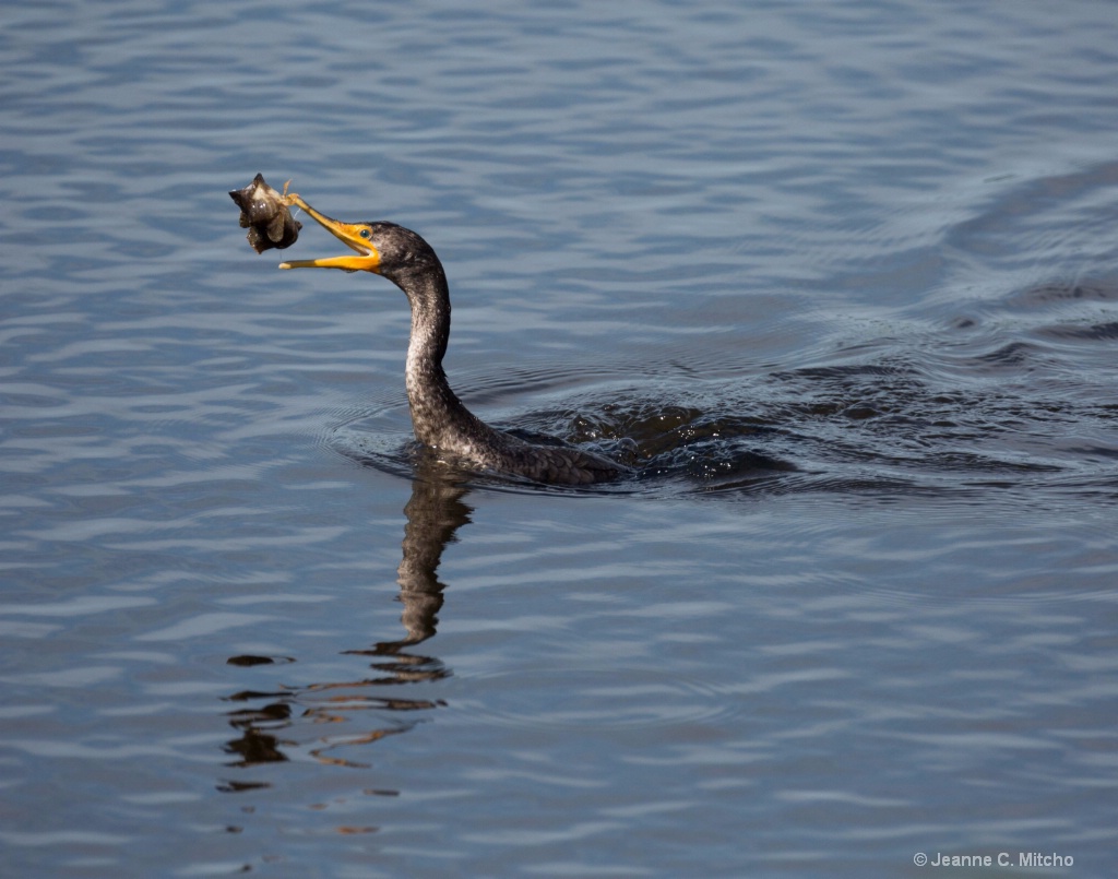 Catching a Bite