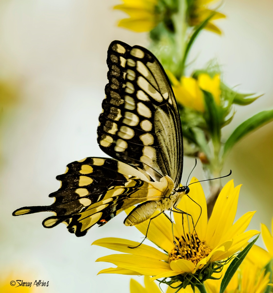 Swallowtail