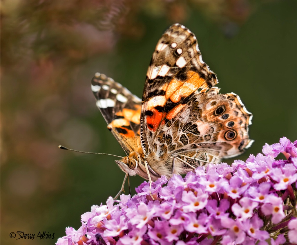 Painted Lady