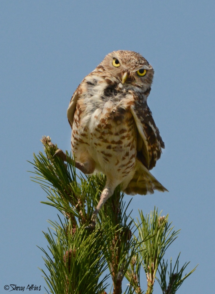 Burrowing Owl in Tree