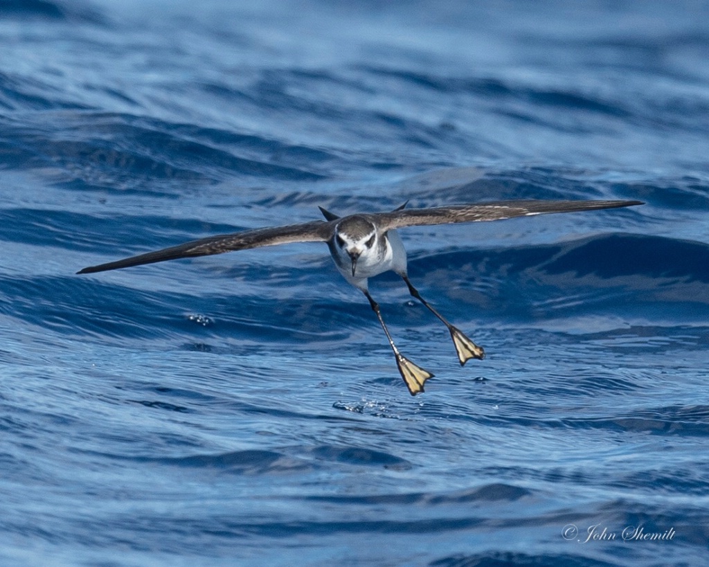 White-faced Storm-petrel - May 25th, 2017
