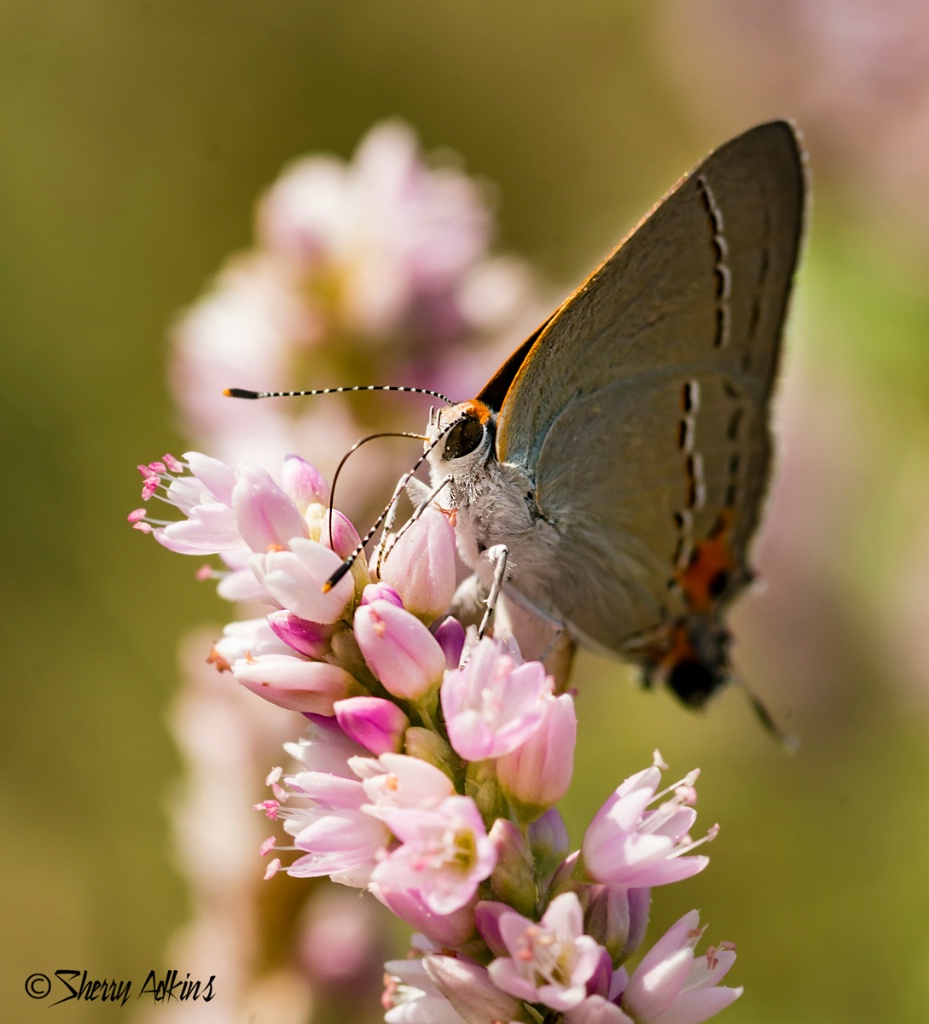 Gray Hairstreak