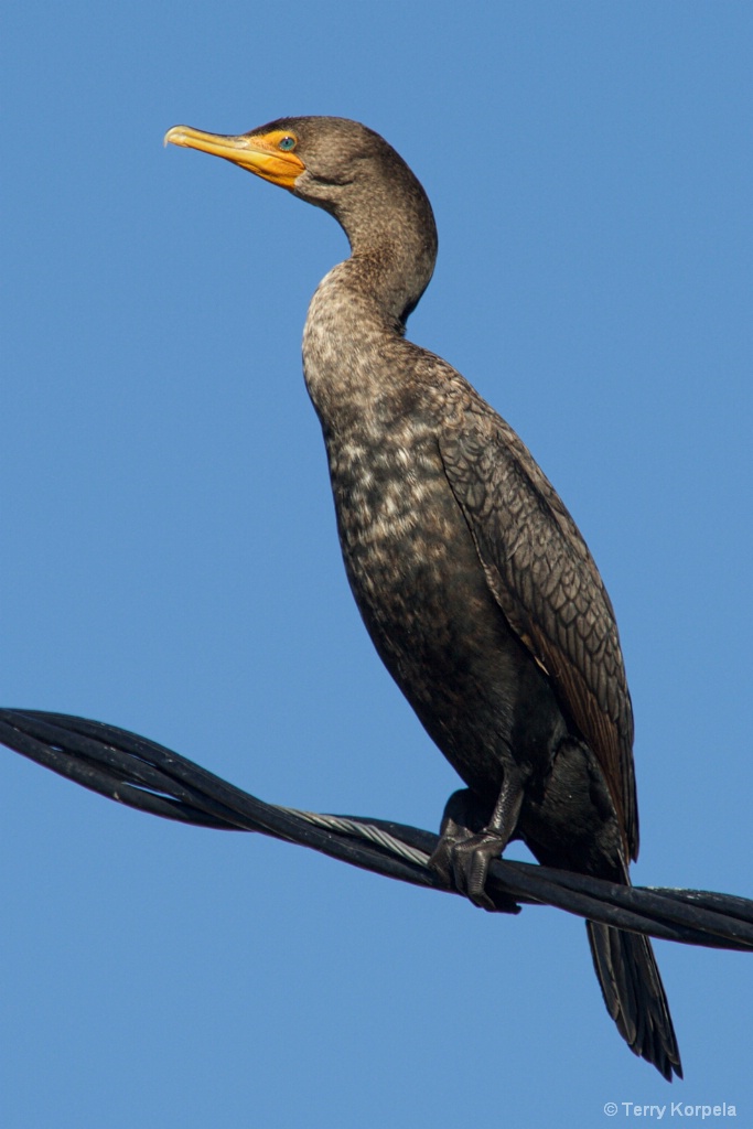 Double-crested Cormorant