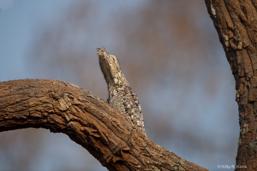 The Great Potoo
