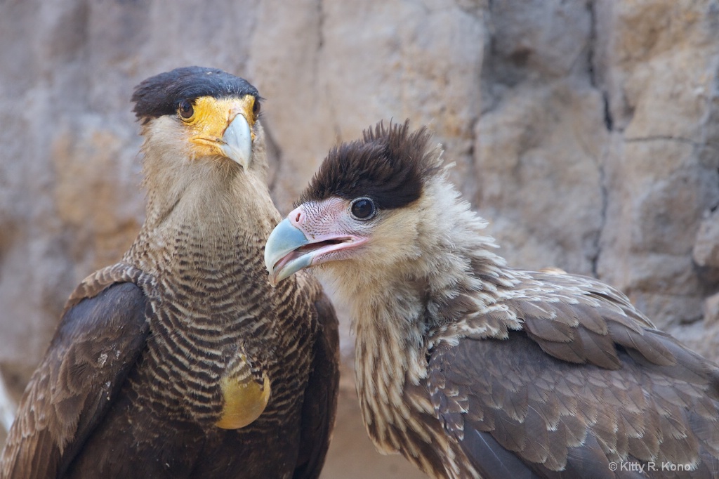 Mom and Baby Southern Crested Caracaras