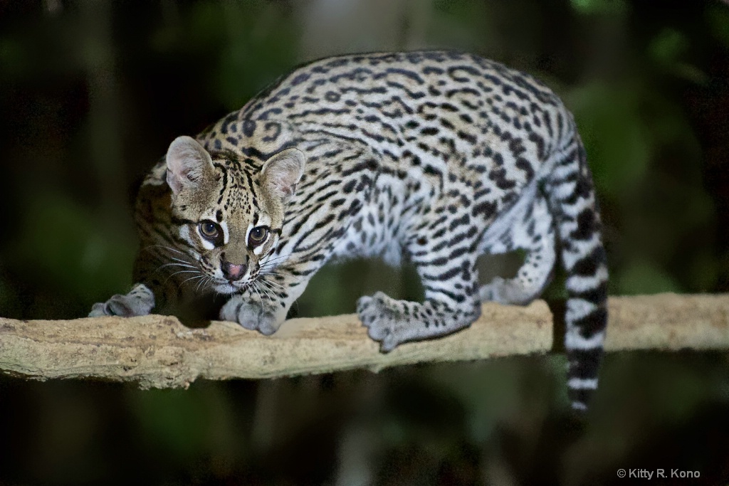The Ocelot in the Northern Pantanal