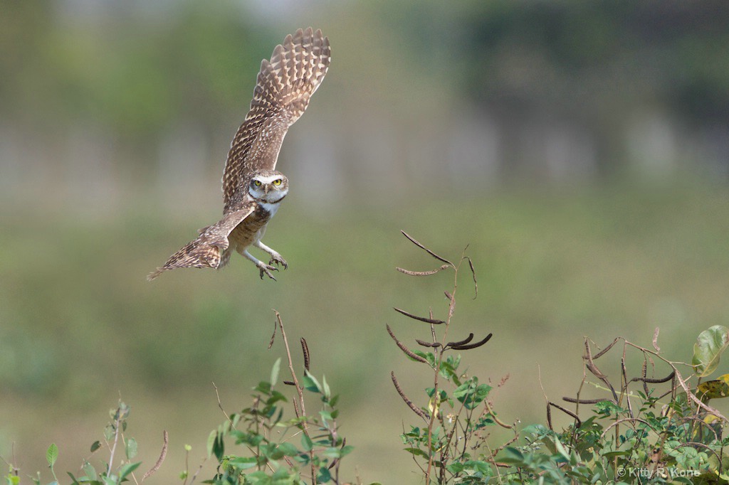 Burrowing Owl Taking Off