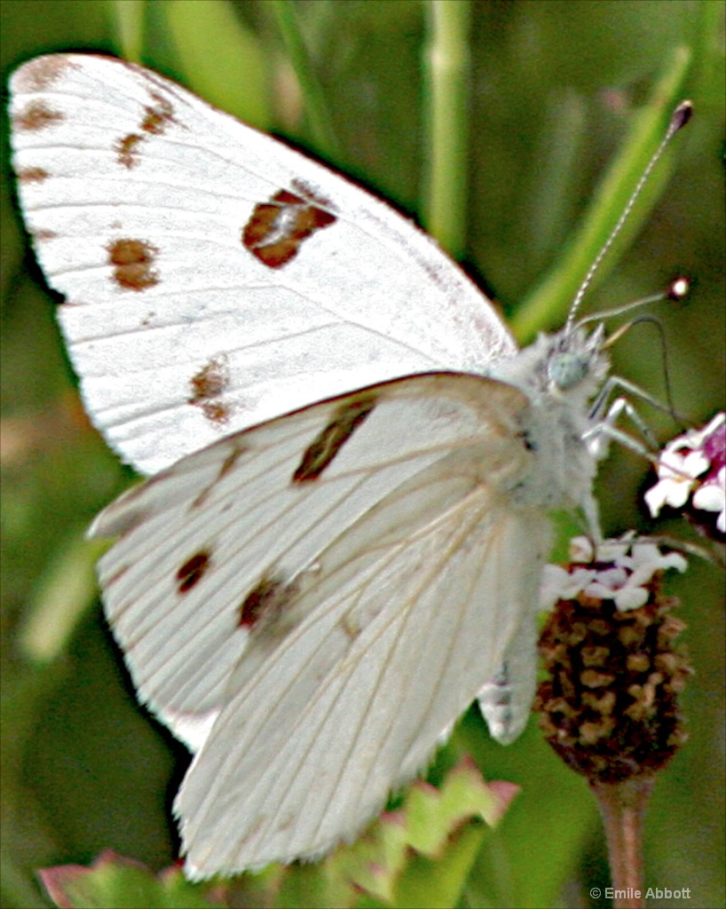 Pearly Marblewing on Rattlesnake weed