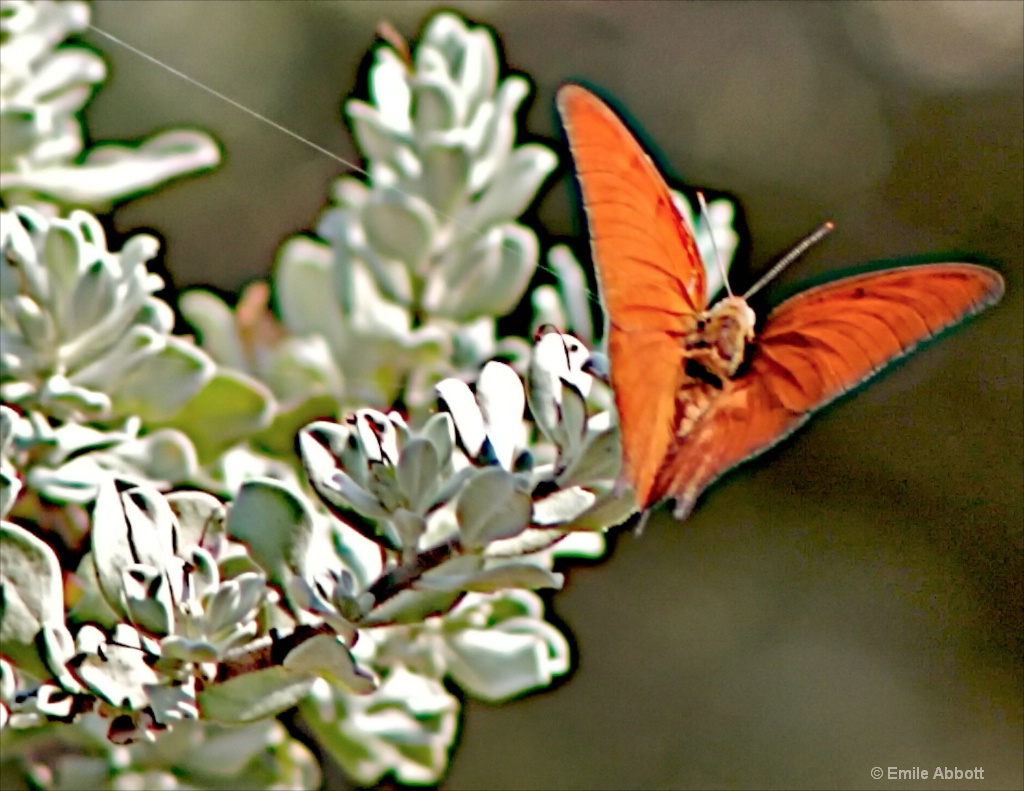 The color orange