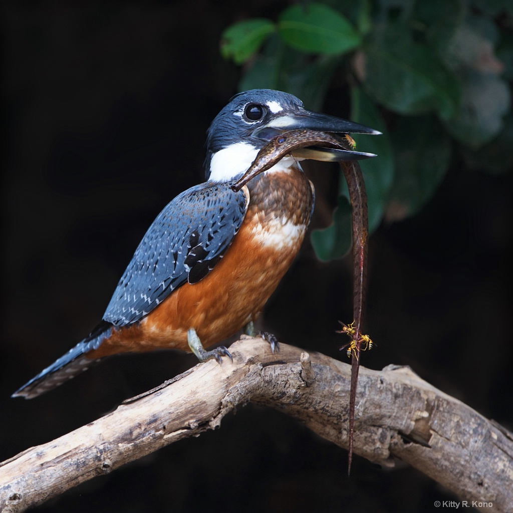 Ringed Kingfisher with Pike Fish 