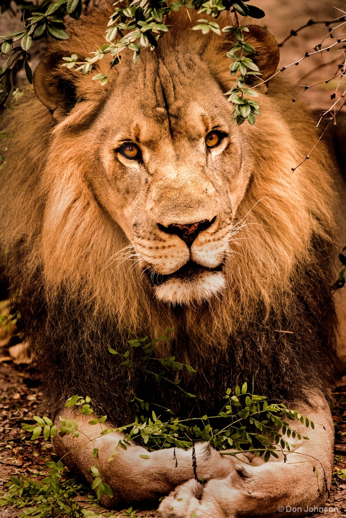 Posing Male Lion 9-16-17 575