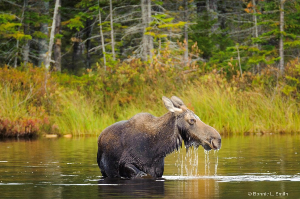 Cow Moose Feeding 1 of 1