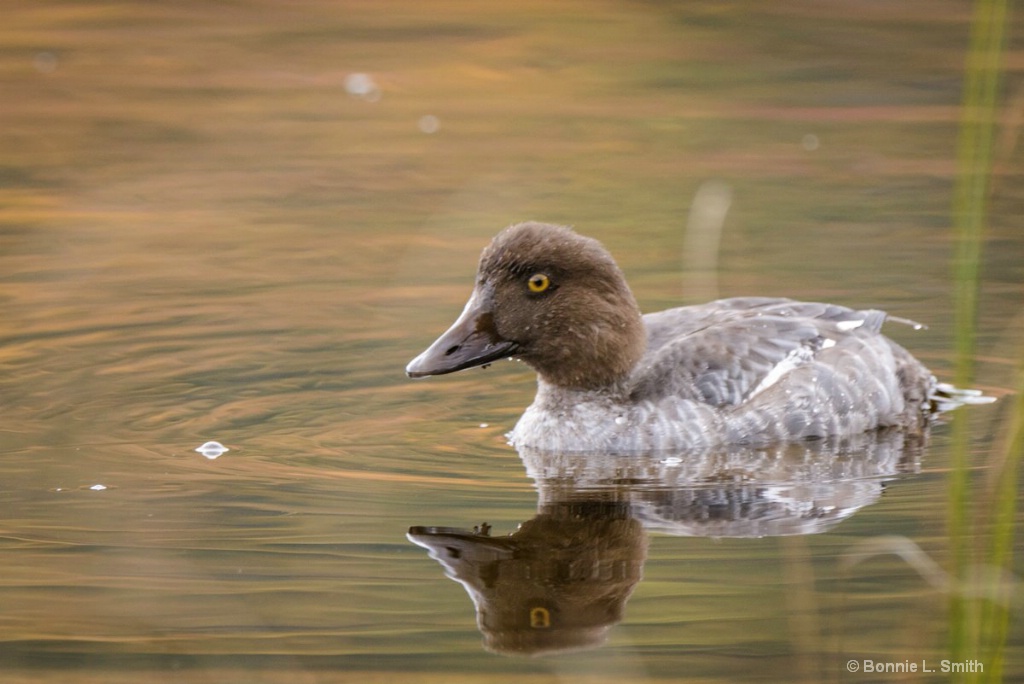 Golden Eye Duck 1 of 1