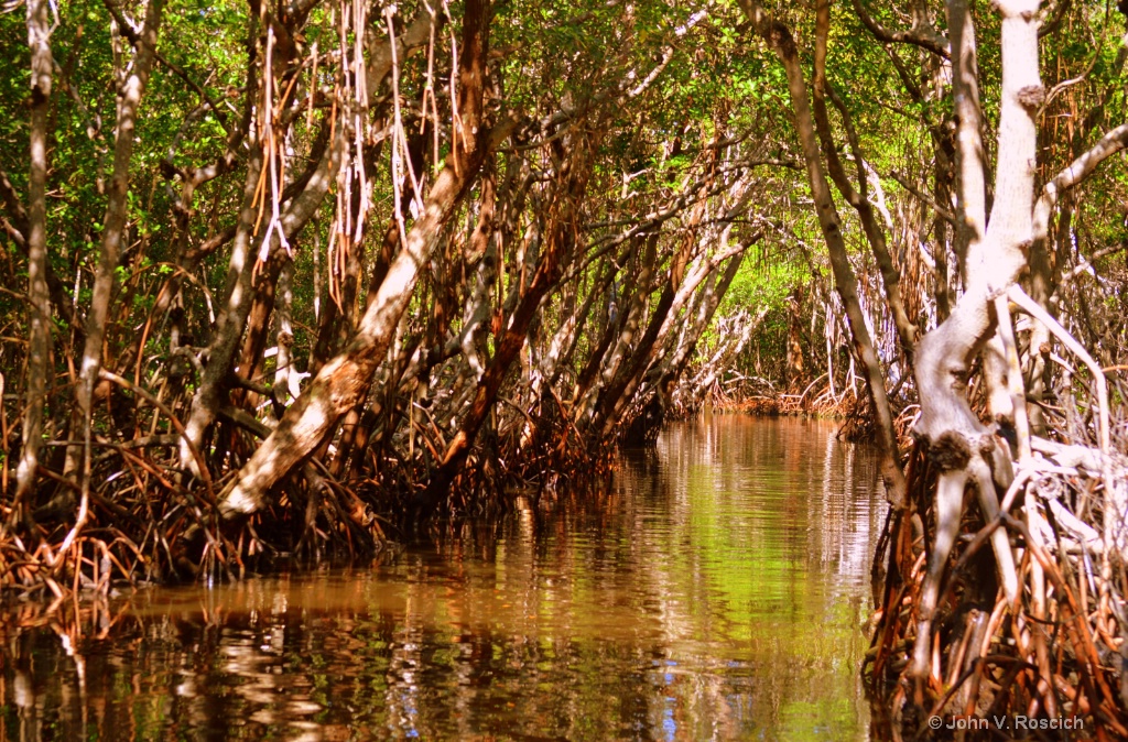 TREES OF THE EVERGLADES