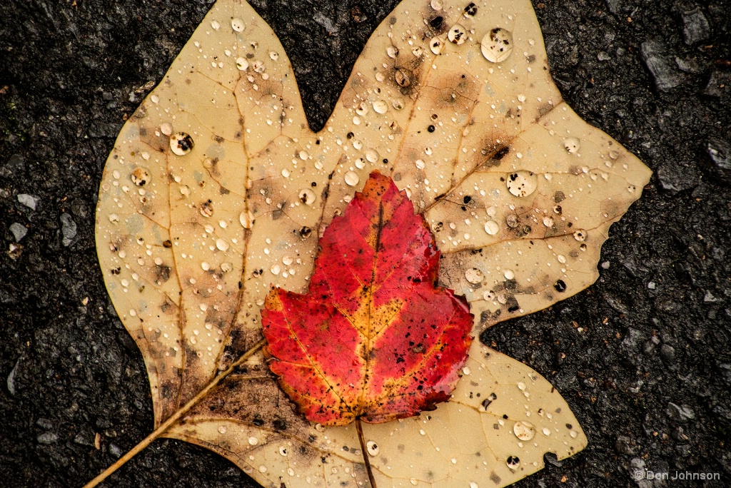 Leaves of Fall 11-2-17 025