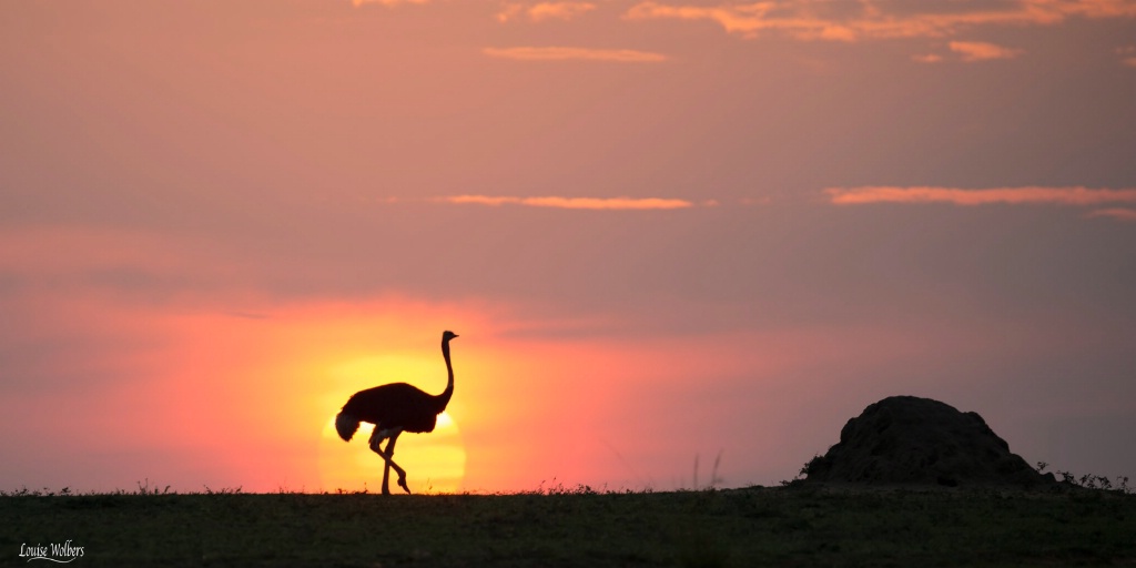 Ostrich Mara Sunset