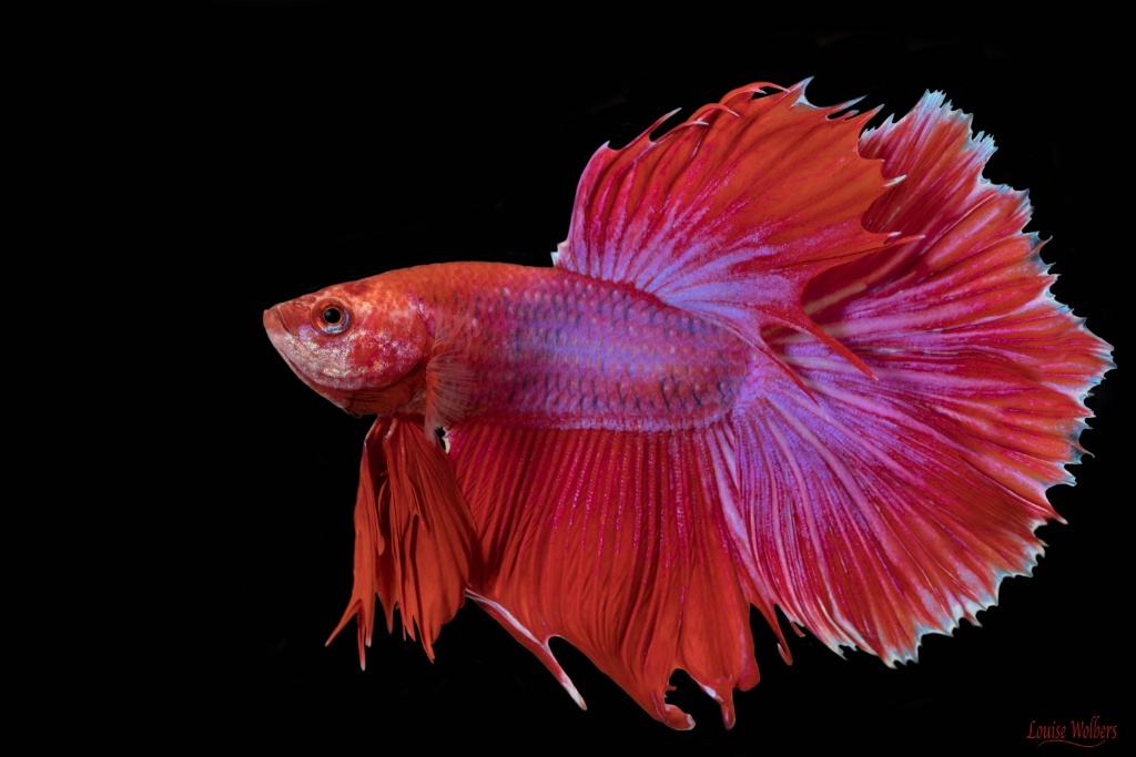 Red Betta 2