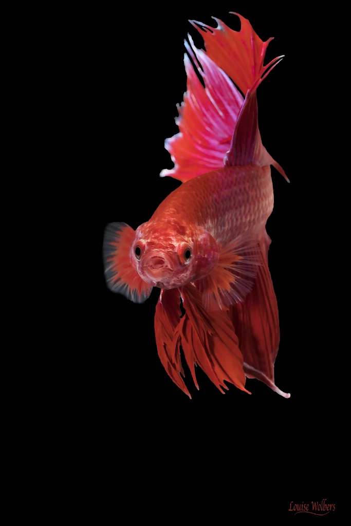 Red Betta