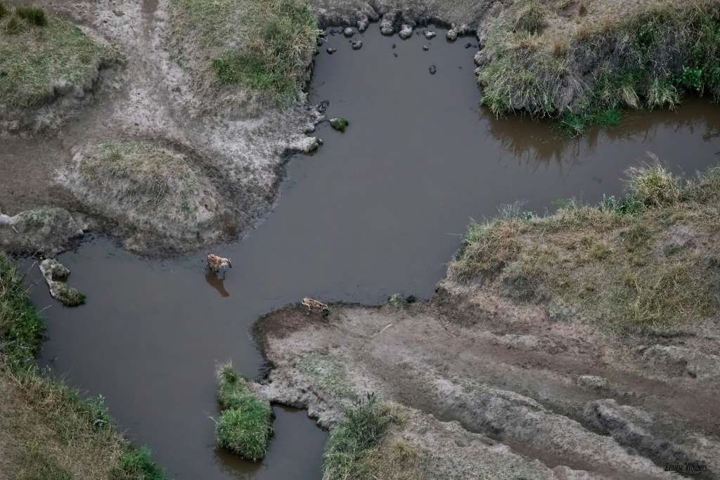 Aerial of Hyenas