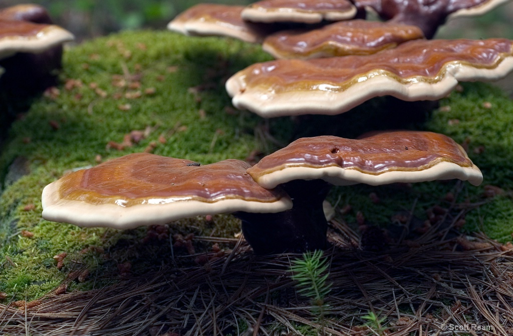 Bar Harbor.2007.Mushrooms