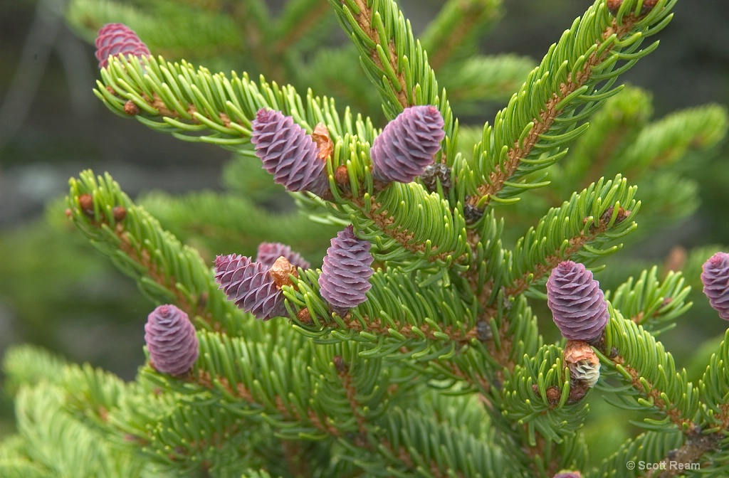 Bar Harbor.2009.Purple Pine Cone Buds on Mansett M