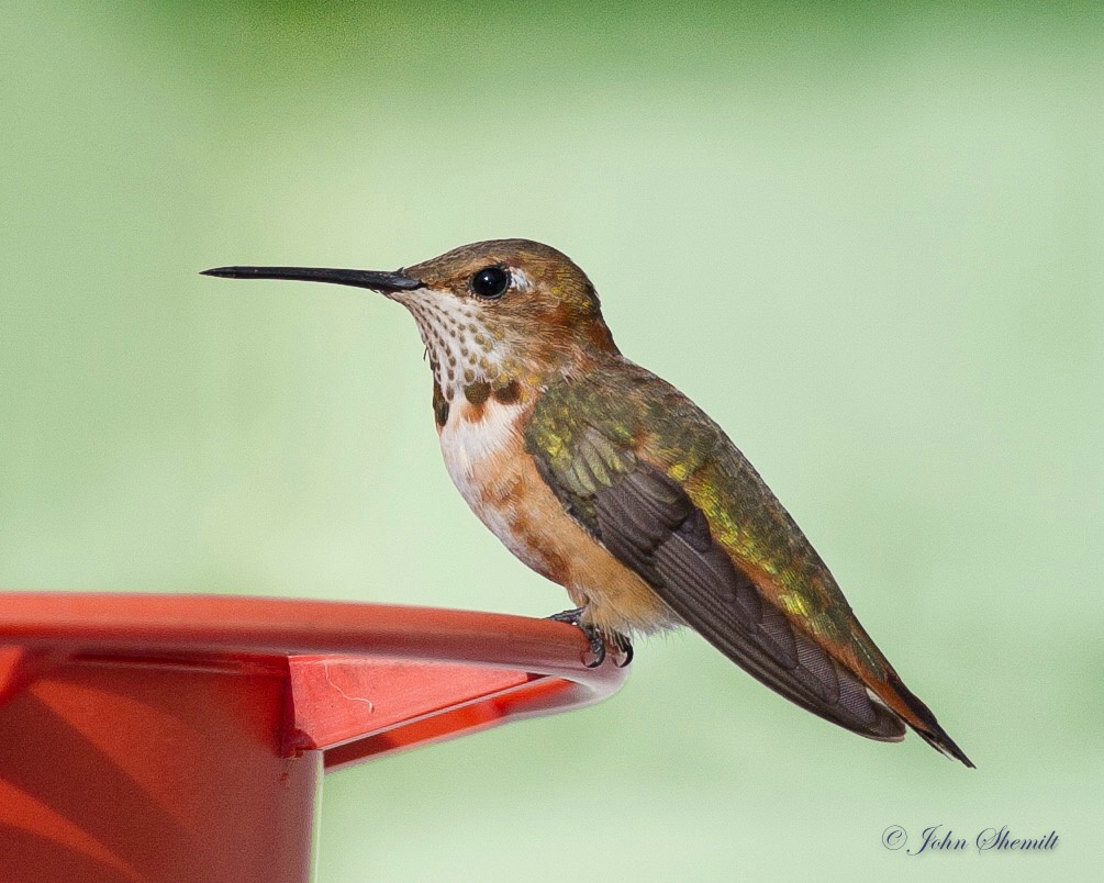 Rufous Hummingbird - Nov 27th, 2011