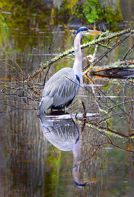 Blue Heron 1