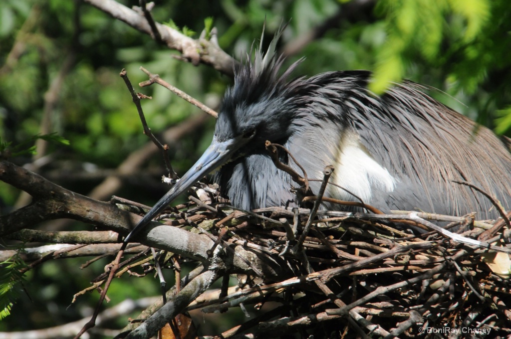 Feathers and Fur