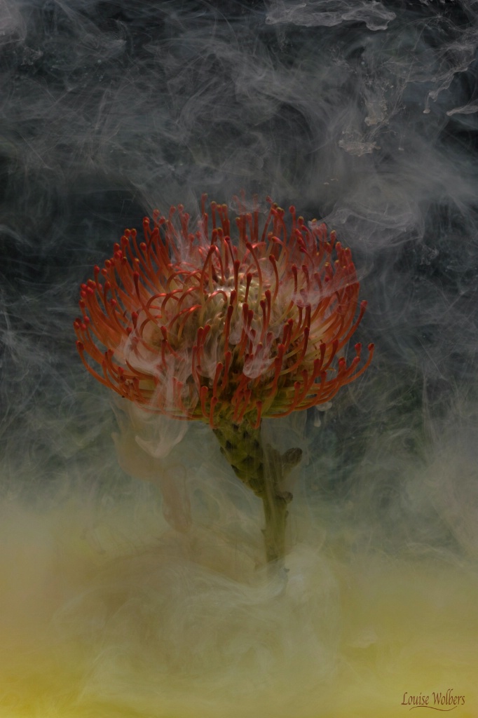 Flower on a Cloud