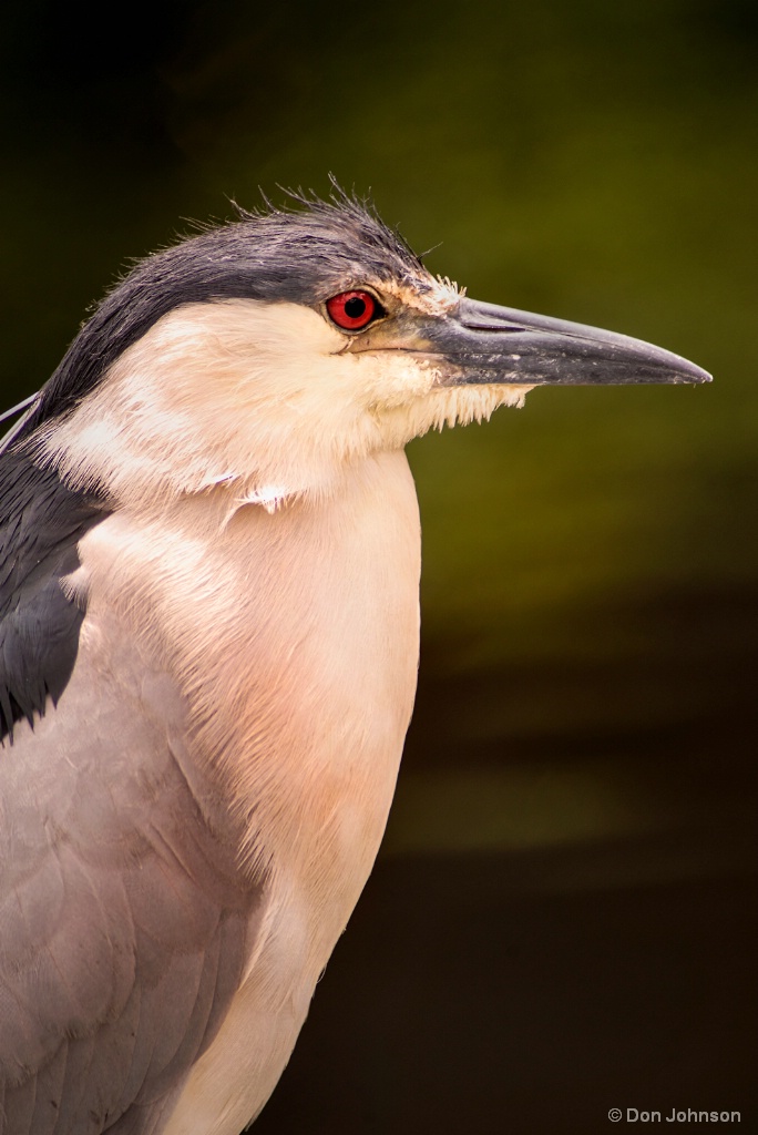 Black Crowned Night Heron 6-8-17 333