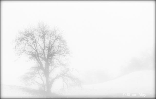alone in the mist 1
