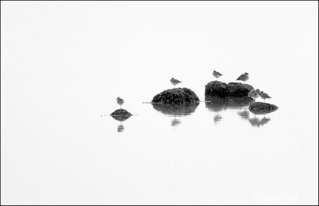 shorebirds on rocks