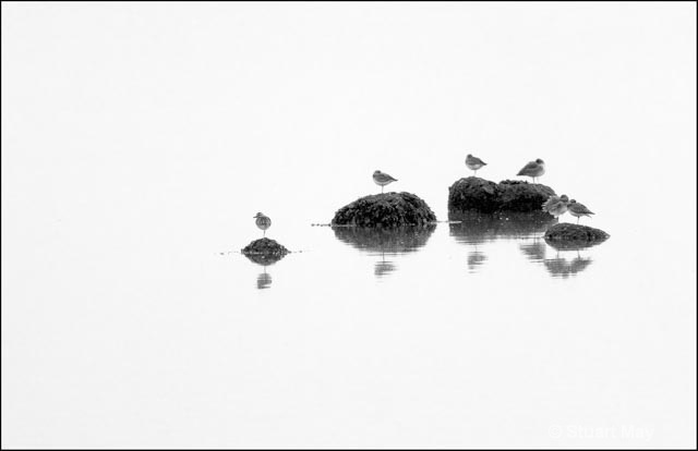 shorebirds on rocks