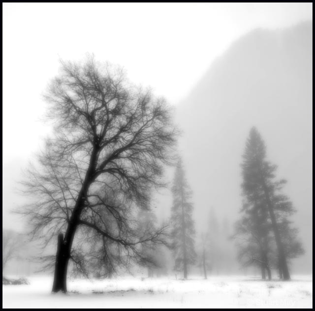 treecathedral rocks in mist