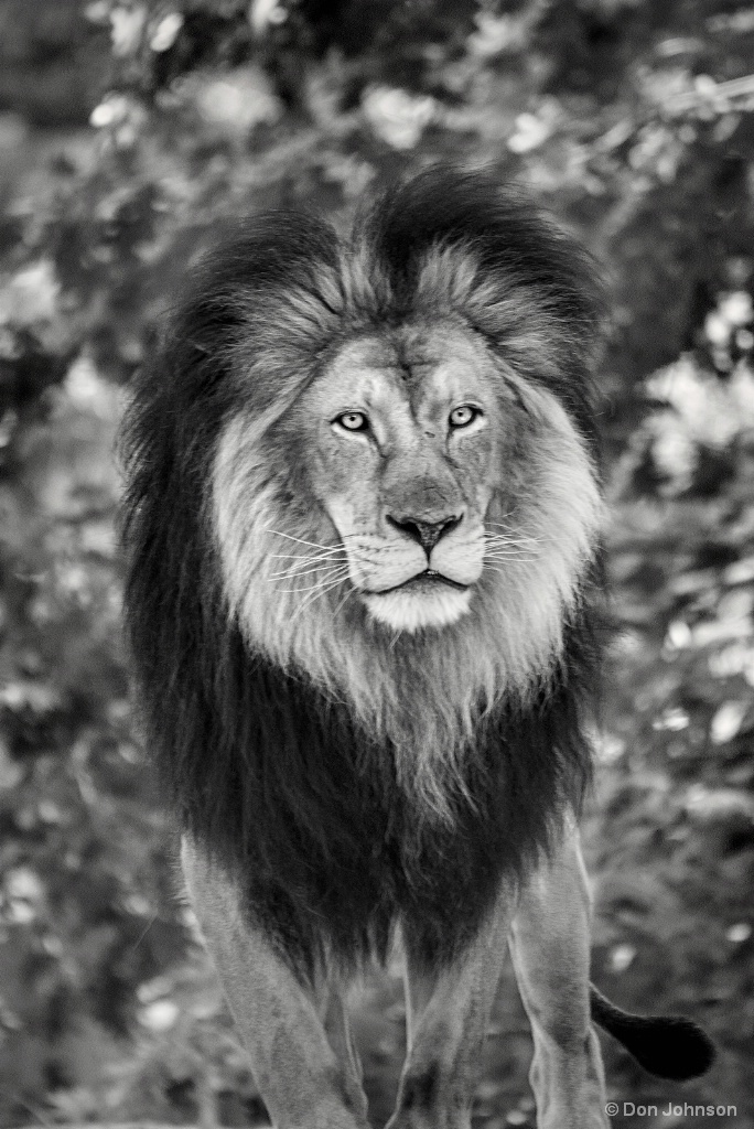 B&W Lion Look 8-26-17 185