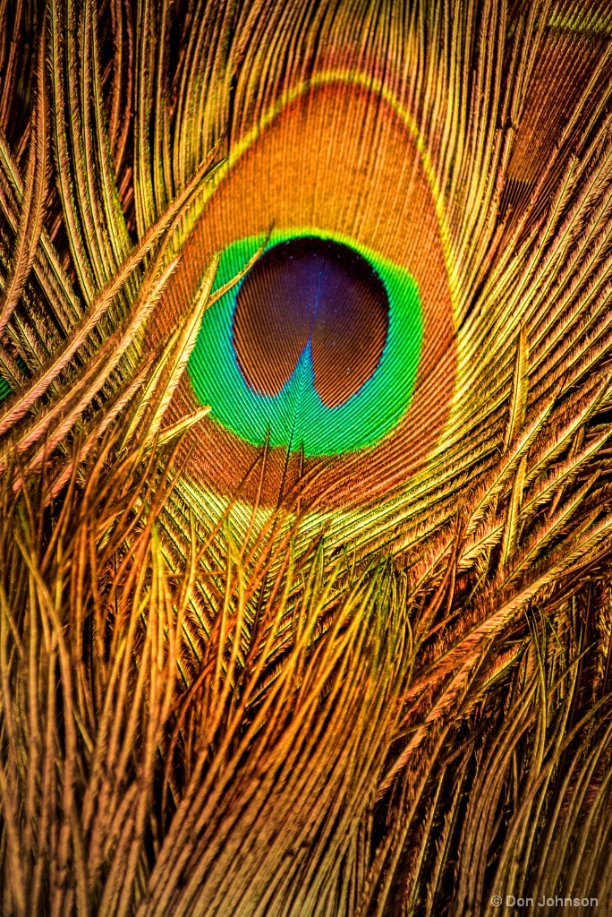 Feather-Peacock 10-1-17 203