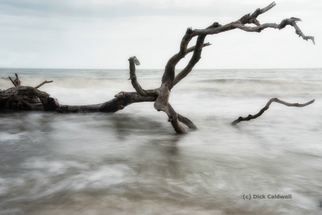 Driftwood Beach,Jekyll Island, GA-by Dick Caldwell