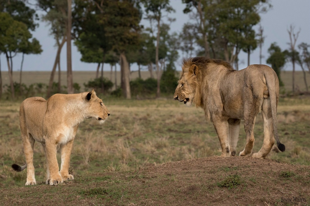 The Mating Snarl