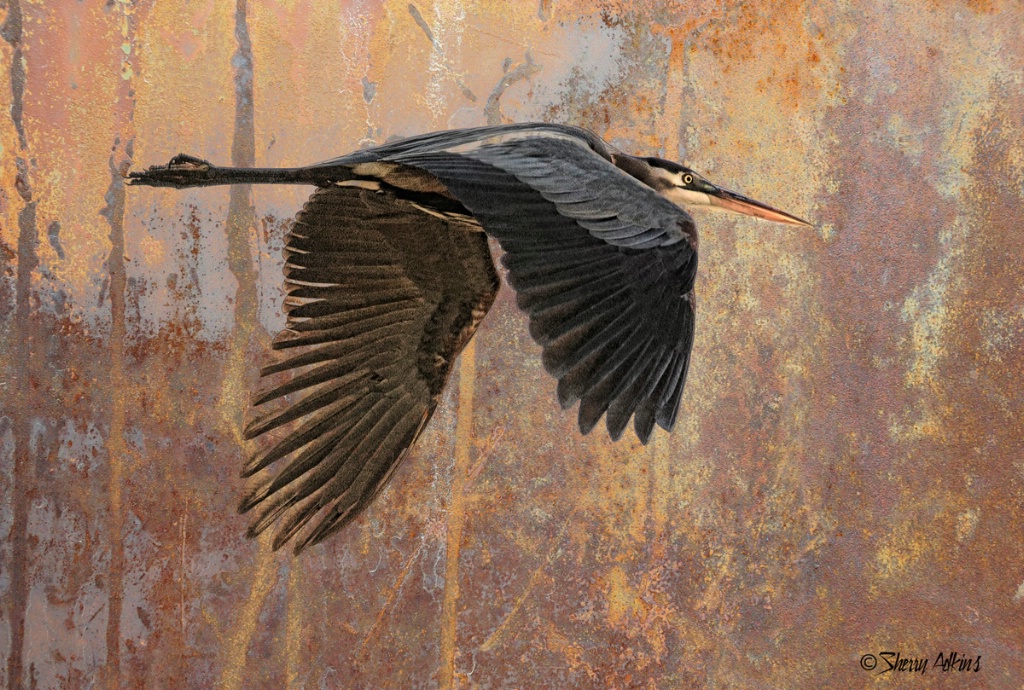 Great Blue Heron
