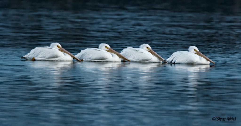 Pelicans