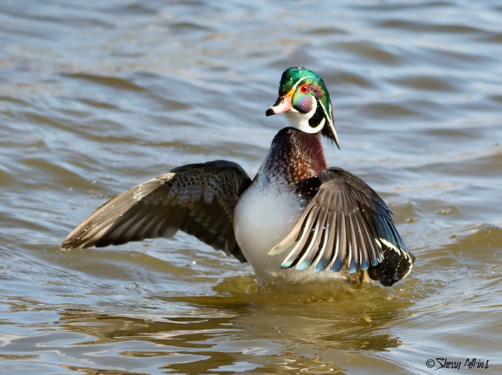 Wood duck 2