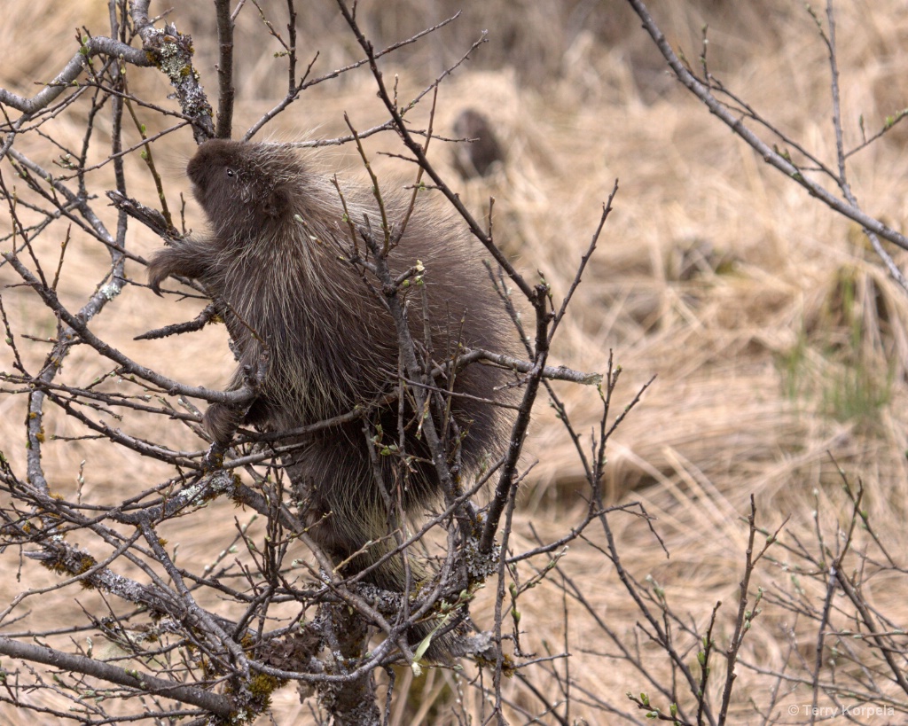 Porcupine